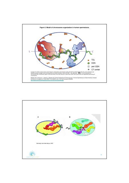 WORKSHOP BOOK Fluorescent in Situ Hybridisation - FISH - on Human Sperm