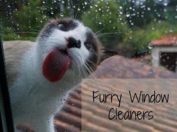 Furry Window Cleaners