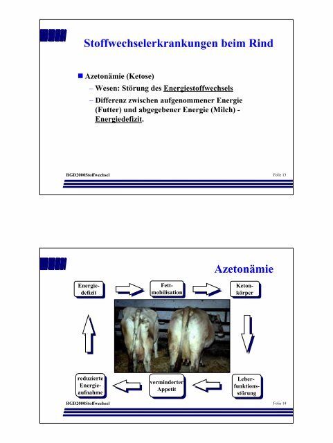 Stoffwechselerkrankungen beim Rind