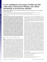 In vivo multiphoton microscopy of NADH and FAD redox states ...