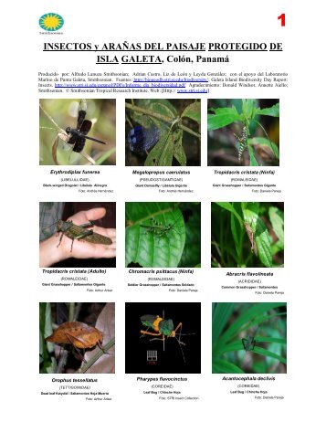 Insectos y AraÃ±as del Paisaje Protegido de Isla Galeta, ColÃ³n ...