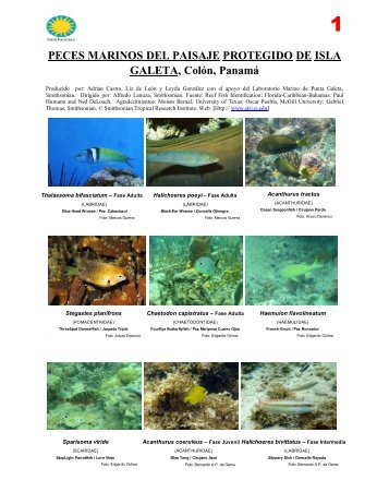 Peces Marinos del Paisaje Protegido de Isla Galeta, ColÃ³n, PanamÃ¡
