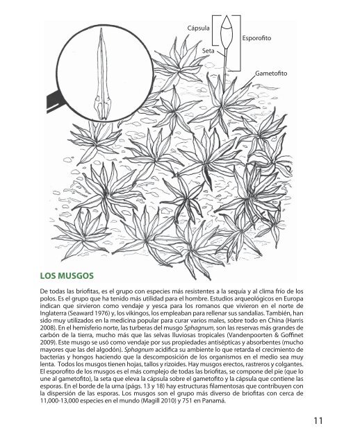 El Mundo de las Plantas PequeÃ±as - Smithsonian Tropical ...