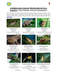 Anfibios del Paisaje Protegido de Isla Galeta, ColÃ³n, PanamÃ¡