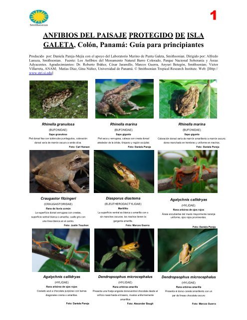 Anfibios del Paisaje Protegido de Isla Galeta, ColÃ³n, PanamÃ¡