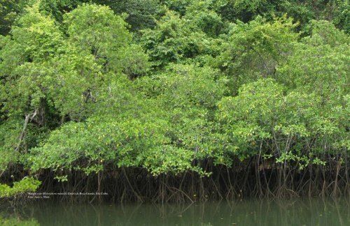 Plan de Manejo del Parque Nacional Coiba - Smithsonian Tropical ...