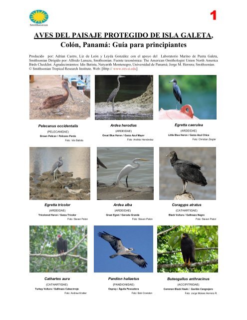 AVES DEL PAISAJE PROTEGIDO DE ISLA GALETA, ColÃ³n, PanamÃ¡
