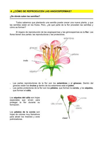 4. ¿cómo se reproducen las angiospermas? - Dolmen de Soto