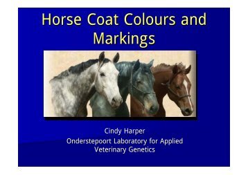 Horse Coat Colours Presentation 2008