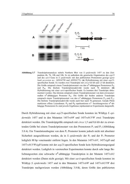 Regulationsmechanismen von Oxacillinresistenz und Biofilmbildung ...