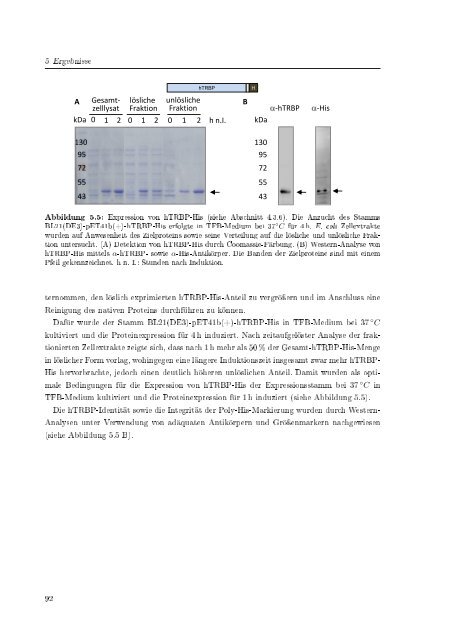 Biochemische Charakterisierung der siRNA-vermittelten Erkennung ...