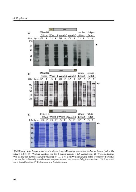 Biochemische Charakterisierung der siRNA-vermittelten Erkennung ...