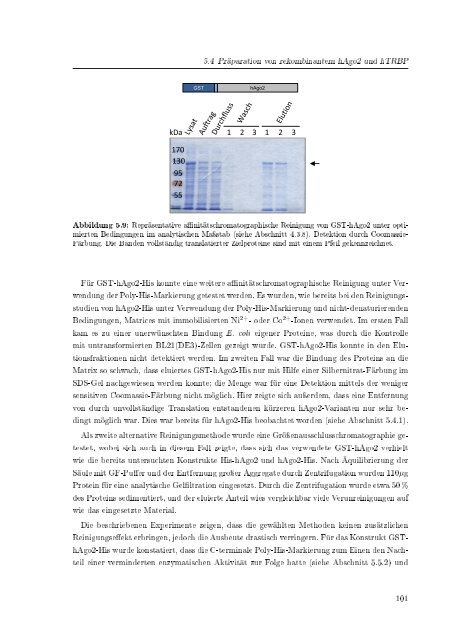 Biochemische Charakterisierung der siRNA-vermittelten Erkennung ...