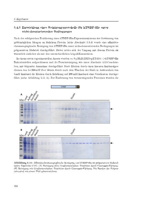 Biochemische Charakterisierung der siRNA-vermittelten Erkennung ...