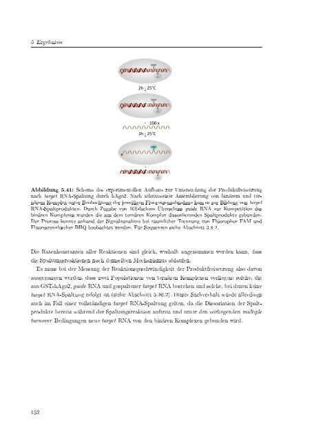 Biochemische Charakterisierung der siRNA-vermittelten Erkennung ...