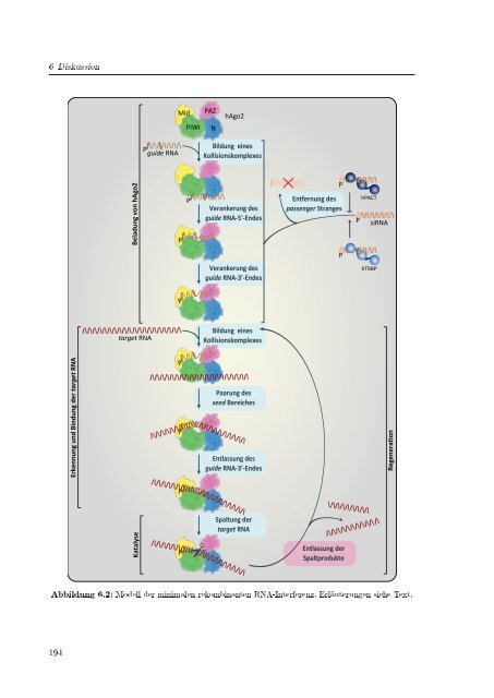 Biochemische Charakterisierung der siRNA-vermittelten Erkennung ...