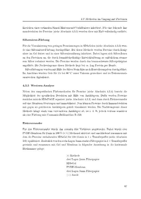 Biochemische Charakterisierung der siRNA-vermittelten Erkennung ...