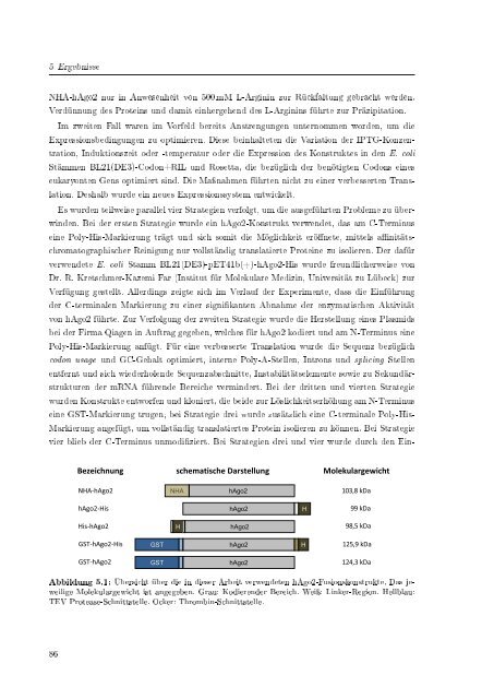 Biochemische Charakterisierung der siRNA-vermittelten Erkennung ...