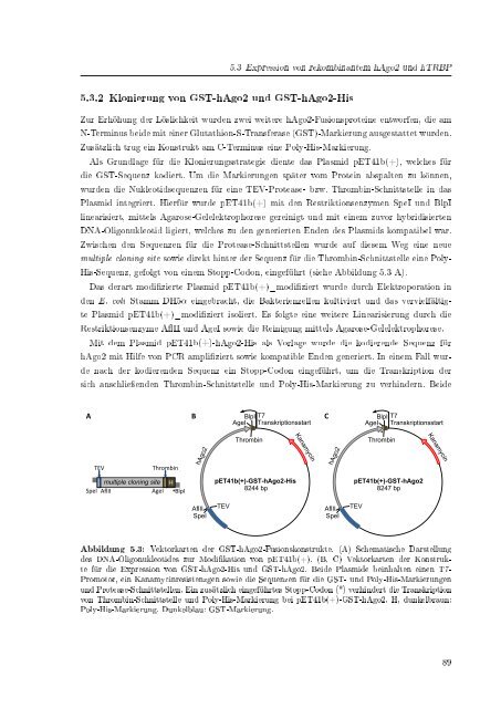 Biochemische Charakterisierung der siRNA-vermittelten Erkennung ...