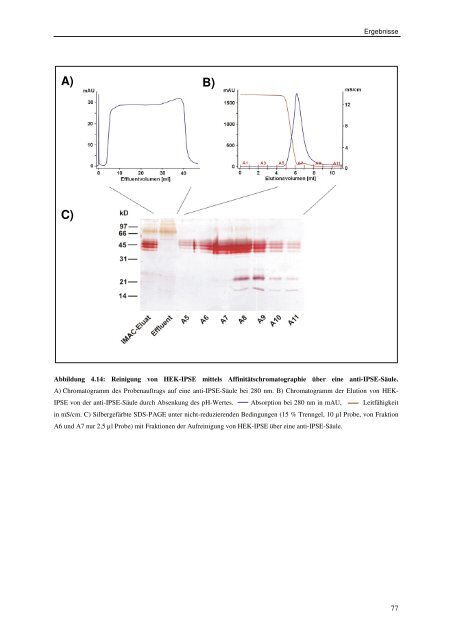 Rekombinante Expression des IL-4-induzierenden Schistosomen-Ei ...