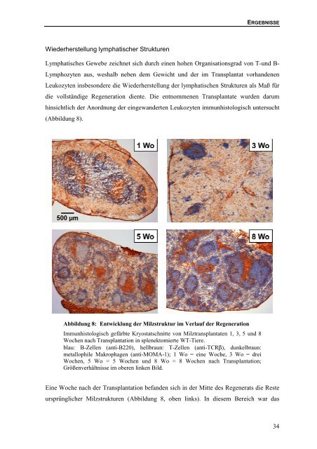 Bedeutung des Lymphotoxin-β-Rezeptors für die Bildung von ...