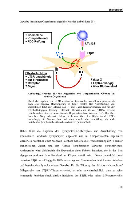 Bedeutung des Lymphotoxin-β-Rezeptors für die Bildung von ...