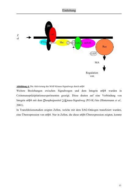 Identifizierung und Charakterisierung von Interaktionspartnern des ...