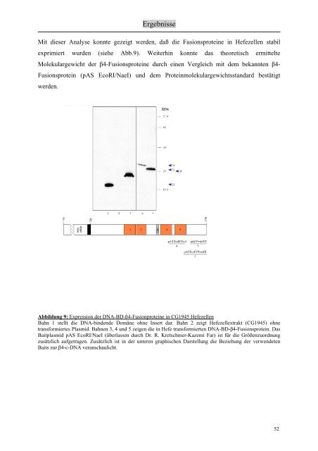 Identifizierung und Charakterisierung von Interaktionspartnern des ...