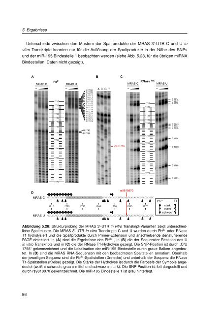 Mechanistische Analysen zu Krankheits-korrelierten SNPs in ...