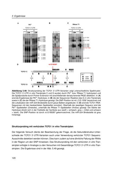 Mechanistische Analysen zu Krankheits-korrelierten SNPs in ...