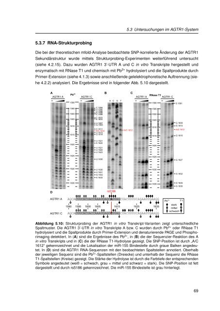 Mechanistische Analysen zu Krankheits-korrelierten SNPs in ...