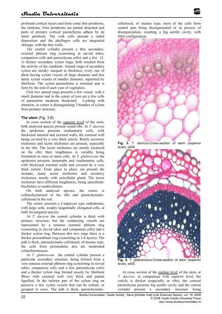 histo-anatomical aspects of vegetative organs of thymus dacicus ...