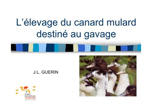 La Production Du Canard Mulard A Gaver Avicampus