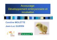 Accouvage: Développement embryonnaire et incubation - Avicampus