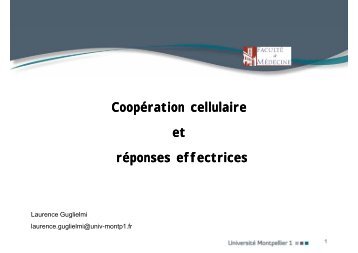 Coopération cellulaire p et réponses effectrices