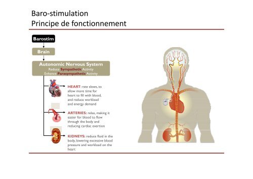 Hypertension artérielle Nouvelles recommandations ? - Faculté de ...