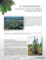 Le reboisement :un petit coup de pouce Ã  Dame Nature!