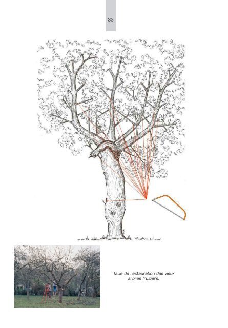Les vergers traditionnels et les alignements d'arbres tÃªtards - Portail ...