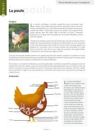 La poule - animaux de ferme.com