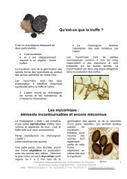 Qu'est-ce que la truffe ? Les mycorhizes : Ã©lÃ©ments incontournables ...