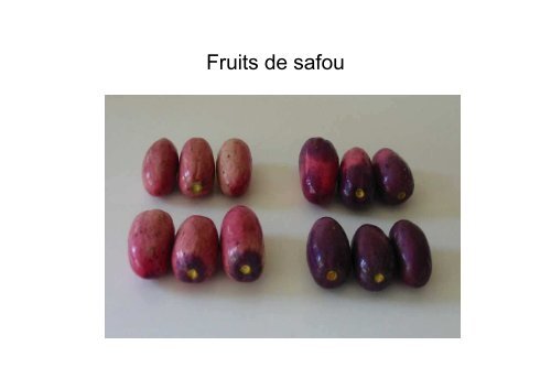 Les polyphÃ©nols du safou_CrÃ©pin ELLA MISSANG