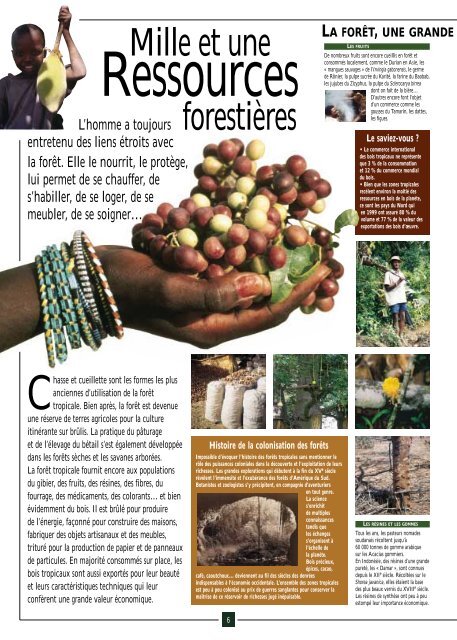 Les forÃªts tropicales dans la vie des hommes - Cirad