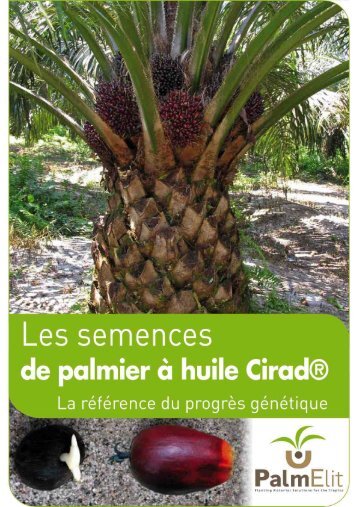 Semences de palmier Ã  huile - Cirad