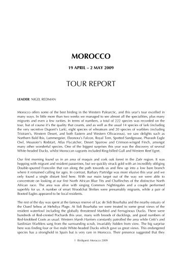 MOROCCO REP 09 - Birdquest