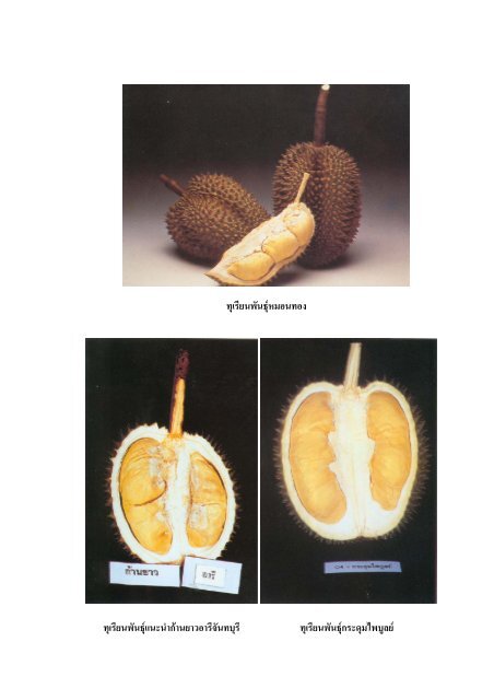 Durian - Bayer Cropscience Co.,Ltd.