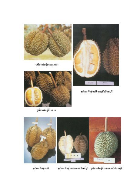 Durian - Bayer Cropscience Co.,Ltd.