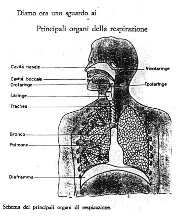 Immagini apparato vocale - Sufueddu.org