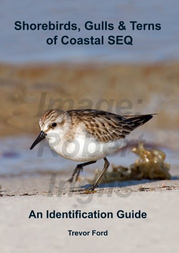 Shorebirds, Gulls & Terns of Coastal SEQ - Sunshine Coast Council