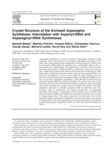 Crystal Structure of the Archaeal Asparagine Synthetase ... - Free