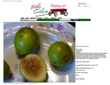 Mary Lane Seedless Fig,Ficus carica - Figs 4 Fun